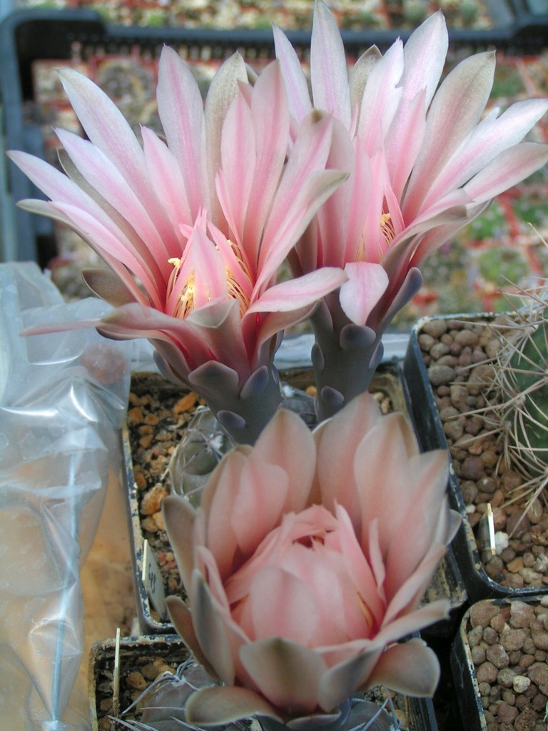 Gymnocalycium berchtii